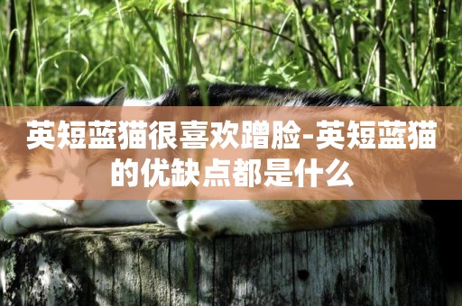 英短蓝猫很喜欢蹭脸-英短蓝猫的优缺点都是什么